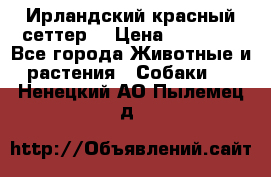 Ирландский красный сеттер. › Цена ­ 30 000 - Все города Животные и растения » Собаки   . Ненецкий АО,Пылемец д.